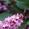 Syringa vulgaris 'Charlotte Morgan', flowers