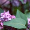 Syringa vulgaris 'Charlotte Morgan', flowers