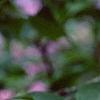 Syringa vulgaris 'Charlotte Morgan', flowers