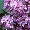 Syringa vulgaris 'Charlotte Morgan', flowers