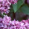 Syringa vulgaris 'Charlotte Morgan', flowers
