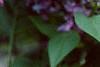 Syringa vulgaris 'Charlotte Morgan', flowers