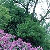 Syringa vulgaris 'Fuerst Buelow', habit