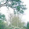 Syringa vulgaris 'Fuerst Buelow', habit