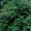 Syringa vulgaris 'Fuerst Buelow', habit