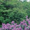 Syringa vulgaris 'Fuerst Buelow', habit