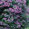 Syringa vulgaris 'Fuerst Buelow', habit