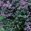 Syringa vulgaris 'Fuerst Buelow', habit