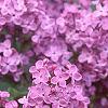 Syringa vulgaris 'Fuerst Buelow', flowers