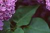 Syringa vulgaris 'Fuerst Buelow', flowers