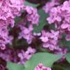 Syringa vulgaris 'Fuerst Buelow', flowers