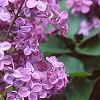 Syringa vulgaris 'Fuerst Buelow', flowers