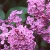 Syringa vulgaris 'Fuerst Buelow', flowers