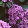 Syringa vulgaris 'Fuerst Buelow', flowers