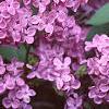 Syringa vulgaris 'Fuerst Buelow', flowers