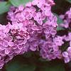 Syringa vulgaris 'Fuerst Buelow', flowers