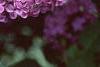 Syringa vulgaris 'Fuerst Buelow', flowers