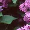 Syringa vulgaris 'Fuerst Buelow', flowers