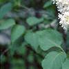 Syringa vulgaris 'General Sheridan', flowers