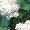 Syringa vulgaris 'General Sheridan', flowers