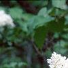Syringa vulgaris 'General Sheridan', flowers