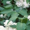 Syringa vulgaris 'General Sheridan', flowers