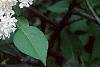 Syringa vulgaris 'General Sheridan', flowers