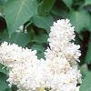 Syringa vulgaris 'General Sheridan', flowers