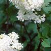 Syringa vulgaris 'General Sheridan', flowers