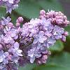 Syringa vulgaris 'Michelle Buchner', flowers