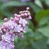 Syringa vulgaris 'Michelle Buchner', flowers