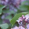 Syringa vulgaris 'Michelle Buchner', flowers