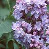 Syringa vulgaris 'Michelle Buchner', flowers