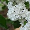 Syringa vulgaris 'Michelle Buchner', flowers