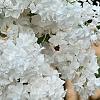 Syringa vulgaris 'Michelle Buchner', flowers