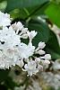 Syringa vulgaris 'Michelle Buchner', flowers