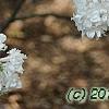 Syringa vulgaris 'Michelle Buchner', flowers