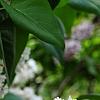 Syringa vulgaris 'Michelle Buchner', flowers