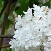 Syringa vulgaris 'Michelle Buchner', flowers