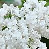 Syringa vulgaris 'Michelle Buchner', flowers