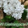 Syringa vulgaris 'Michelle Buchner', flowers
