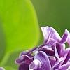 Syringa vulgaris 'Sensation', flowers