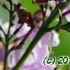 Syringa vulgaris 'Sensation', flowers