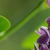 Syringa vulgaris 'Sensation', flowers