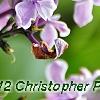 Syringa vulgaris 'Sensation', flowers