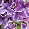 Syringa vulgaris 'Sensation', flowers