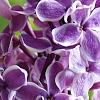 Syringa vulgaris 'Sensation', flowers