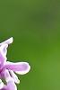 Syringa vulgaris 'Sensation', flowers