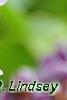 Syringa vulgaris 'Sensation', flowers