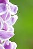 Syringa vulgaris 'Sensation', flowers
